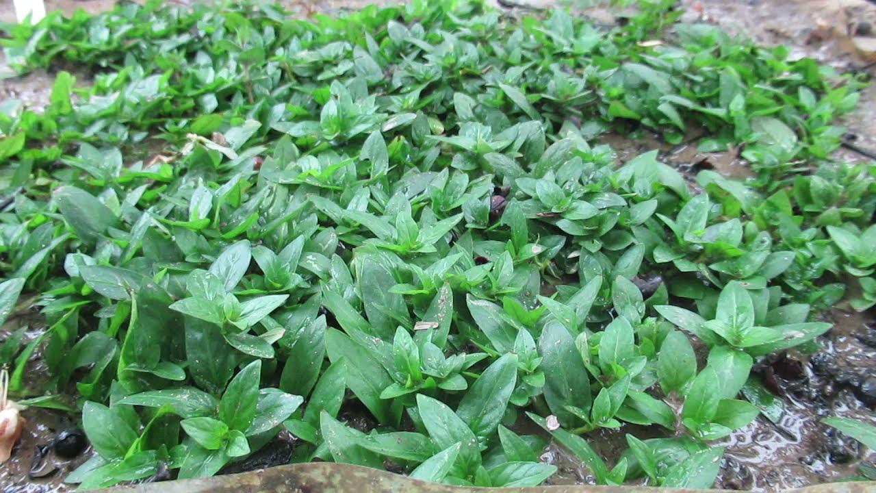 AMAZING AQUATIC PLANTS For AQUASCAPING