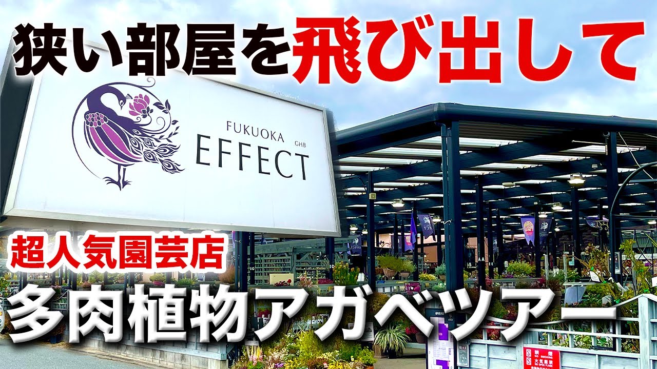 【アガベ巡り】福岡県にあるFUKUOKA EFFECTを巡ってきたよ！アガベも多肉も種類が豊富！福岡エフェクト ツアー