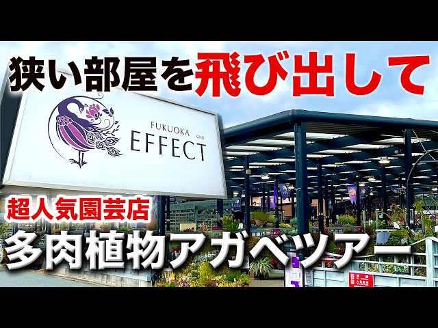 アガベ巡り】福岡県にあるFUKUOKA EFFECTを巡ってきたよ！アガベも多肉