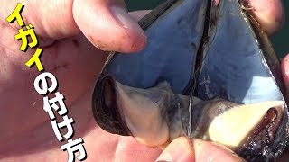 How to attach mussels and the current state of Kamagari in