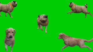 Dog Green Screen Green Screen Dogs Green Screen Effect
