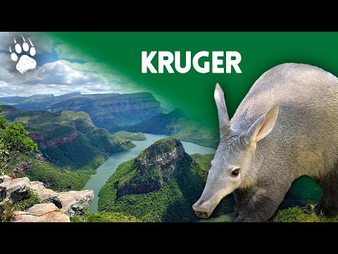 Vidéo: Le meilleur moment pour visiter le parc national Kruger