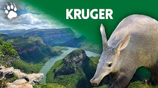 Parc National Kruger: Un Sanctuaire Fragile - Documentaire animalier - AMP