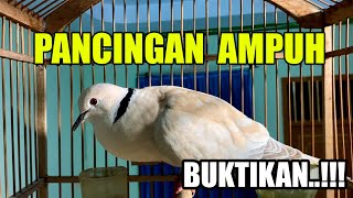 TEKUKUR GACOR DOR KUK 2 SUARA SUPER KERAS  , SUARA TEKUKUR GACOR DORR CETAK DERKUKU CALON JUARA 2024