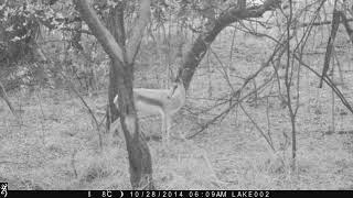 SPRINGBOK on TRAIL in SOUTH AFRICA