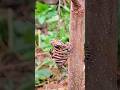 Thousands of Bees Gather Around the Hive Branch