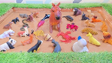 Graslandboerderijen versus oceanen van de Trench: een legendarische confrontatie tussen wilde die...