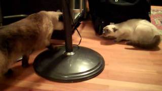 Real Siamese Cat Fight - Sienna vs Aiko - First Time Meeting