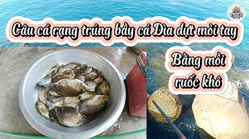 Câu cá rạng trúng bầy Cá dìa dựt mỏi tay, Cá biển tự nhiên