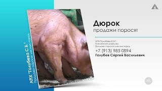 Продажа поросят Дюрок Продажа поросят Дюрок