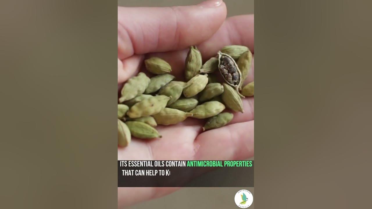 Cardamom For Bad Breath and Cavity (Herb Spotlight) YouTube