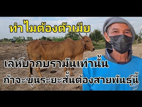 ถ้าจะขุ่นวัวระยะสั้นทําไมต้องเอา บรามัน+ชาโรเล่  ทำตามวิธีนี้ กำไรไม่ขาดทุนแน่ สูตรเด็ดเลี้ยงวัวขุ่น