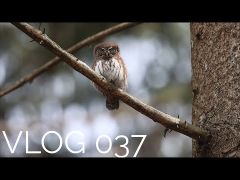 Ako nafotiť Kuvička vrabčieho | VLOG 037