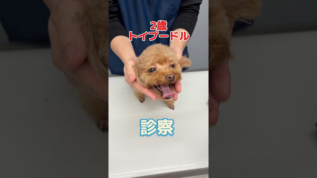 トリミング後に左眼が痛そうな2歳のトイプードルが動物病院にやって来た!