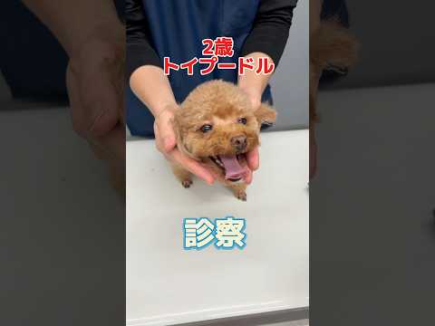 トリミング後に左眼が痛そうな2歳のトイプードルが動物病院にやって来た！
