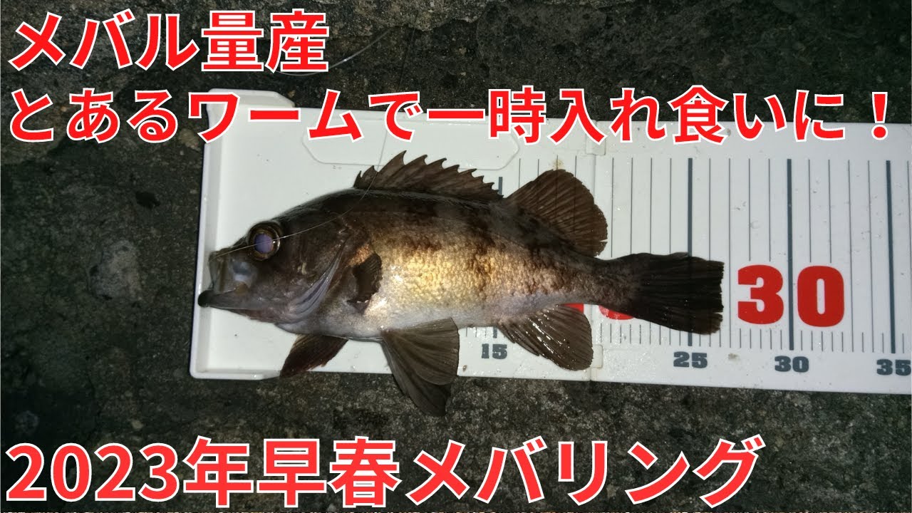 一時入れ食いの2023年早春メバリング