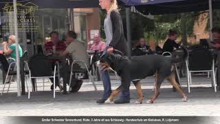 Großer Schweizer Sennenhund GSS Erziehung ✅ Video nach der Hundeschule