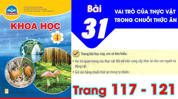 Khoa học lớp 4 chân trời sáng tạo bài 31 - Vai trò của thực vật trong chuỗi thức ăn