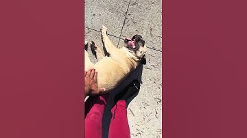 Why Jip Jip went viral in 2026:🍑 Smacks recap #frenchbulldog #talkingdog #funnydog #happydog