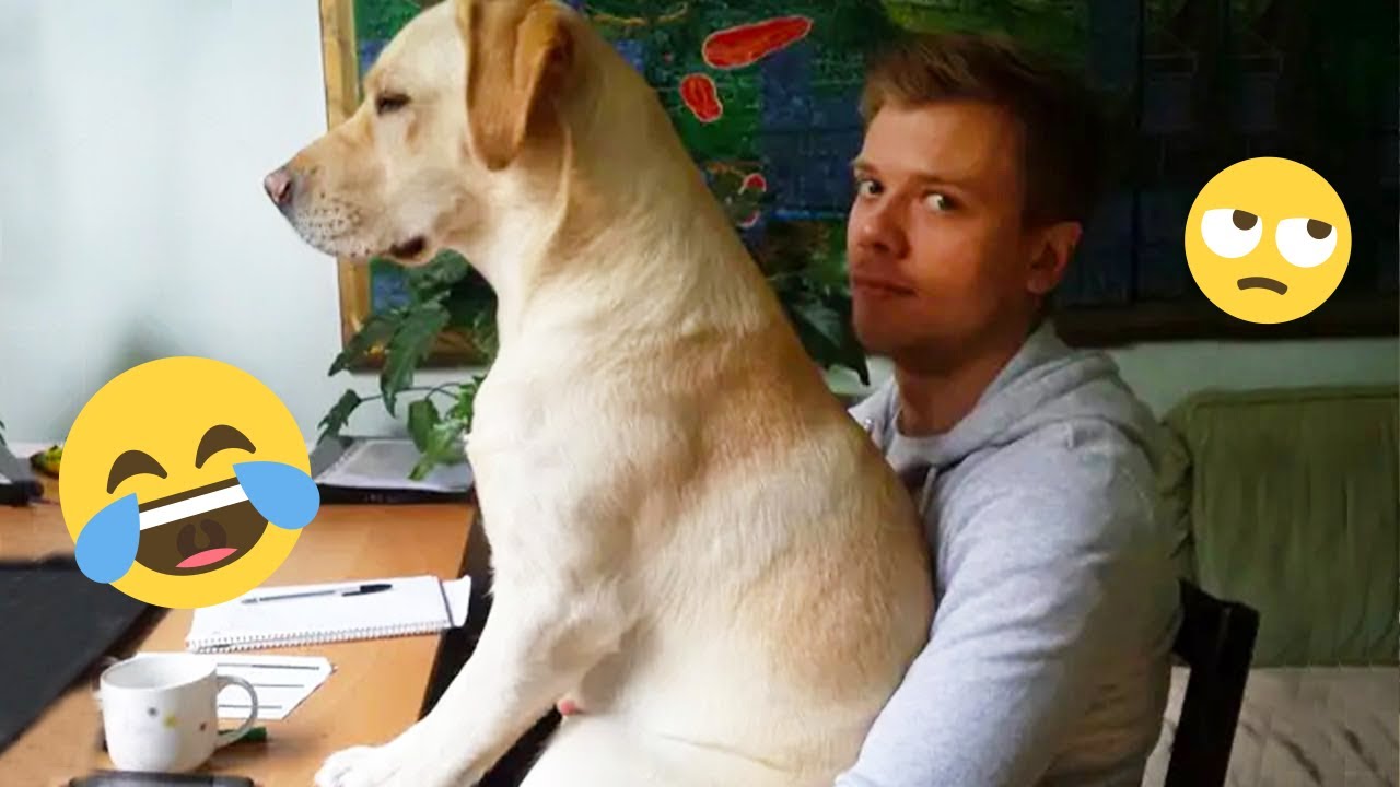 I'm 101% SURE that you will LAUGH EXTREMELY HARD- Funny Dog 2025 #168