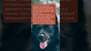 История про пса с кошачьими повадками ✍ Зацените историю: Часть №128