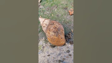 Con ốc ma cùng bày kiến lửa #snail