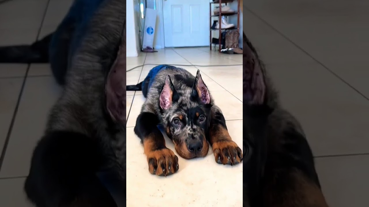 Being so perfect isnt fair such a gorgeous Dog 🐶 