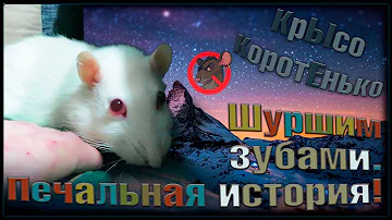 Печальная история вистара альбиноса! 😢 Почему крысы шуршат зубами? 🐭 (Fancy Rats) 🐭
