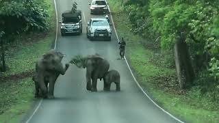 Wild elephant Khao Yai np.Thailand
