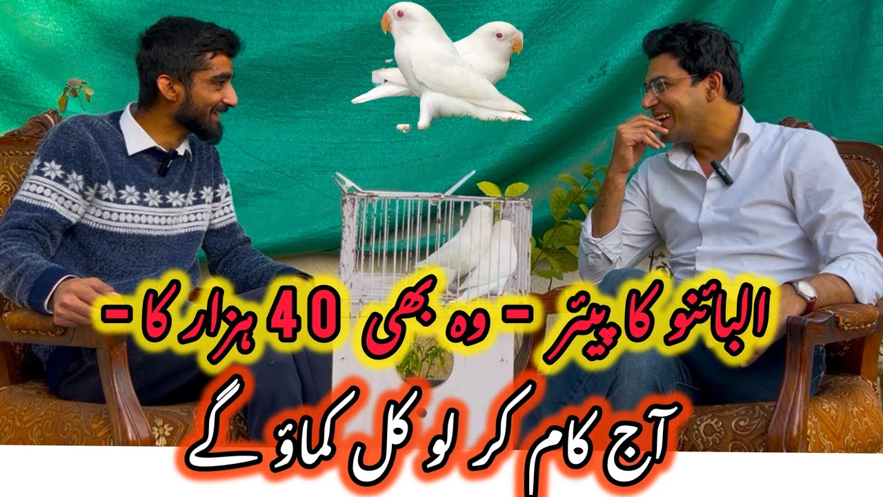 Ye waly Albino pe kam karo