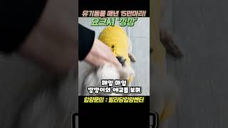 사람을 너무 심하게 좋아하는 유기견 #동물과함께행복한세상 #강아지 #사지마세요입양하세요 #반려견 #유기견