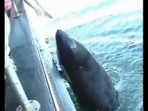 Video: Jezděte Jako Kosatka S Seabreacherem V Londýně