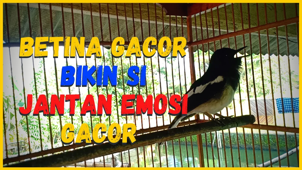 Kacer Betina Birahi Memanggil Jantan || Dijamin Langsung Nyaut Dan Tahmabah Emosi Si Jantan - YouTube