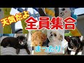 第１２話 のんびりな我が家【先住犬と子犬の仲良くなるまでの道のり～多頭飼い】チワワ・シーズー・ミニピン・トイプードルパピー