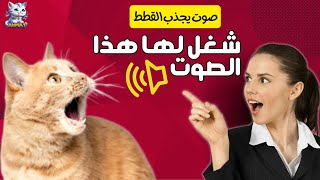 Sounds that will amaze your cat and make him crazy. Investigate the source of the sound!!