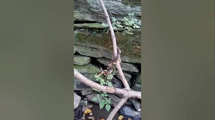 Eastern Garter Snake hanging in tree