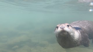 The river! [Otter life Day 58] カワウソアティ　川ですよ！