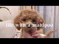 Life with a maltipoo 🐻 weekend at home with my puppy. 🐻🐾