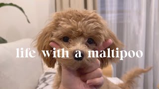 Life with a maltipoo  weekend at home with my puppy.