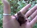 Nimbus Nature Trail presents - The Common Pipistrelle