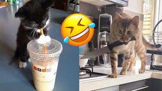 Funny Cat and Duck🐱🐶- Cutest Cats and Duck Video - Funny Animals 2024-New Funny Videos 2024😍 by Pets diary Diario de mascotas 350 views 1 month ago 8 minutes, 41 seconds