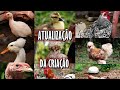 MOSTRANDO MEU CRIATÓRIO DE AVES ORNAMENTAIS | RANCHO LW (atualização fev/2021) São Mateus do Sul PR