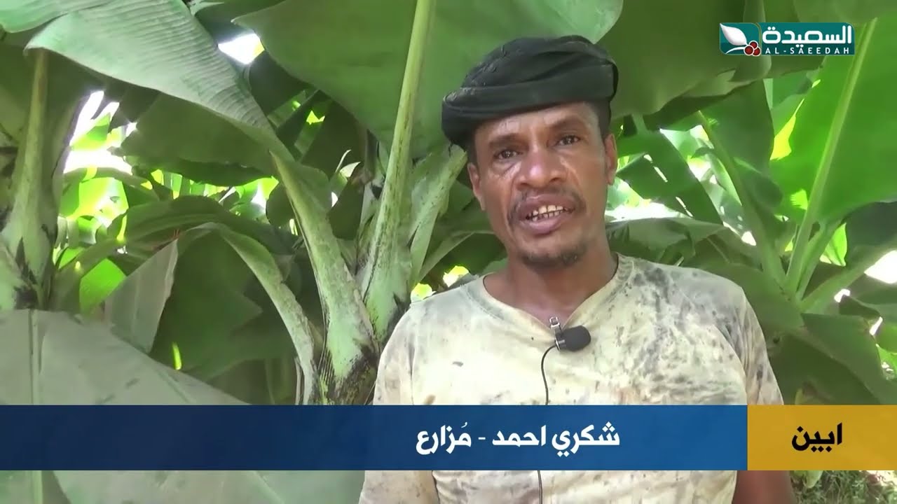 تدهور أسعار الموز يهدد المزارعين في أبين واليمن