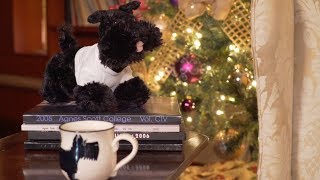 A Holiday Tail - Greetings from Agnes Scott College, 2017