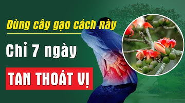 Thế Giới còn Kinh Ngạc với bài thuốc "uống trong đắp ngoài" từ CÂY GẠO chữa Thoát Vị Đĩa Đệm
