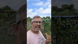 Grow Azolla And Duckweed For Chicken, Ducks And Cows