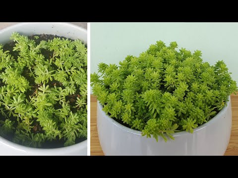 Video: CâySedum: Trồng cây Sedum trong vườn