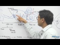 Ear: Structure | Neural Control & Coordination - NEET AIIMS preparation biology lectures