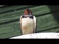 Adult satellite swallow (Взрослая ласточка)