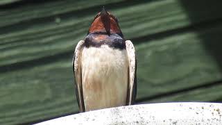 Adult satellite swallow (Взрослая ласточка)